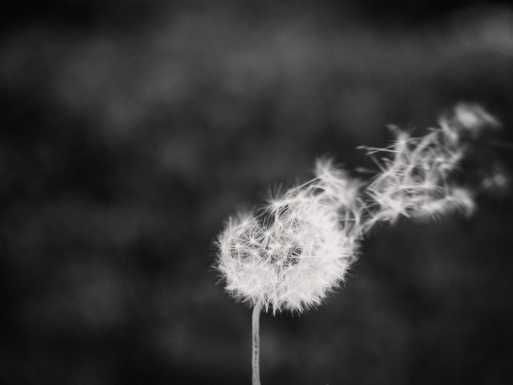 DIFC COURTS PRACTICE DIRECTION NO. 1 OF 2025: ACCESS TO JUSTICE IN EMPLOYMENT DISPUTES