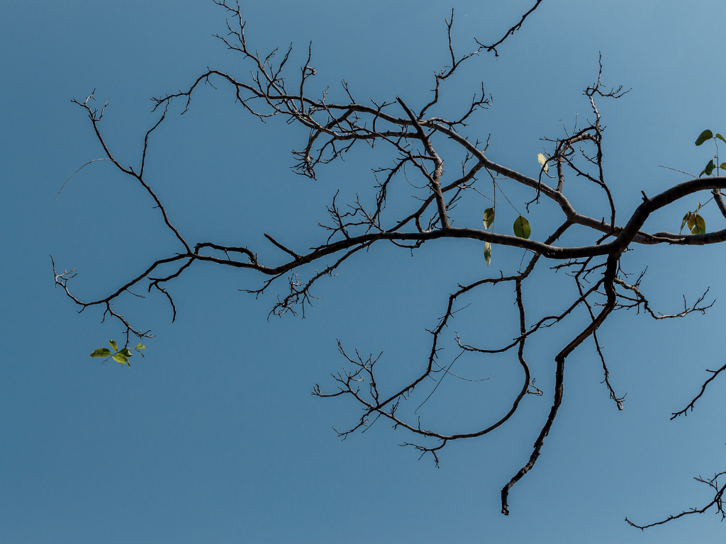 Liability of Parent Companies and Branches Between Formal Independence and Unity of Patrimonial Estate